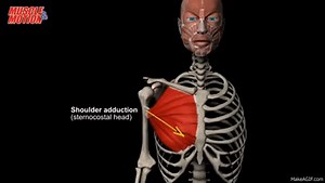 Pectoralis Major, Origin| Insertion| Actions on Make a GIF
