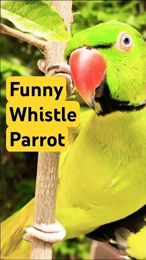 Funny Talking Parrot Whistling & Talking! #TalkingParrot #FunnyParrot #Parrot #talkingbird