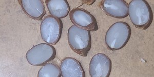 Persimmon seeds & wooly worms predict upcoming winter season