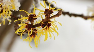 This Tree Fires Its Seeds With The Force Of A 19th-Century Gun