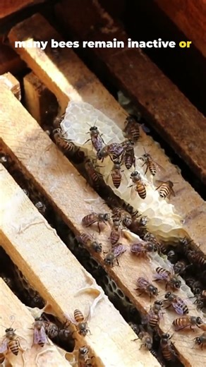 Why Bees Suddenly Return? #facts #funfacts #bee #flowers #dailyshorts #didyouknow #spring #nectar