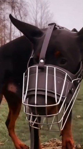 12K views · 313 reactions | "Top 8 Working Dog Breeds : Meet These Incredible Canine Helpers!" #fbreels #reelsfb #dog #doglover #pet #workingdog #belgianmalinois #bordercollie #boxer #dobermanpinschers #germanshepherd #labradorretriever #rottweiler #siberianhusky | Barkworthy Breeds | Facebook