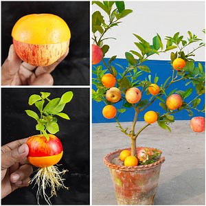 How to Grow a Single Orange Tree Combination from Apple and Orange Fruit | Rana Craft