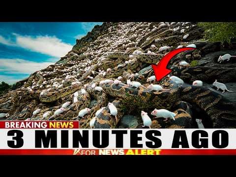 Surprising Footage Reveals a Shift in Florida’s Python Crisis - And a Toxic Mice Plan
