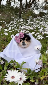 Interrupting your doom scroll with Mocha dressed as a ghost 👻 #dog | Mocha Pom