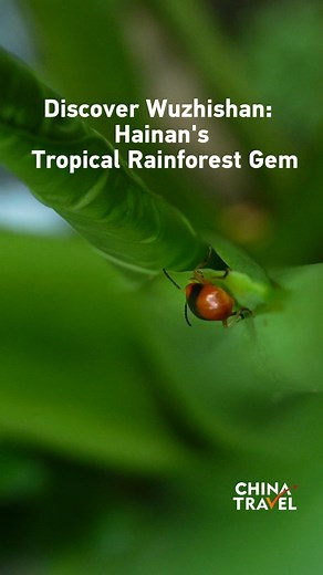 Nestled in Wuzhishan, south China's Hainan Province, this rainforest offers a serene escape into one of China's most biodiverse ecosystems. This lush sanctuary features ancient trees and diverse wildlife, perfect for hiking and eco-tourism. As Hainan grows as an international travel spot, Wuzhishan showcases how economic development and environmental preservation coexist harmoniously. Visitors can explore forest trails and experience nature's tranquility in this sustainable tourism destination. 