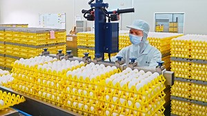 7.1K views · 60 reactions | 300,000 eggs per day! Automated Egg Factory, Liquid Egg Processing | Food Processing | Facebook