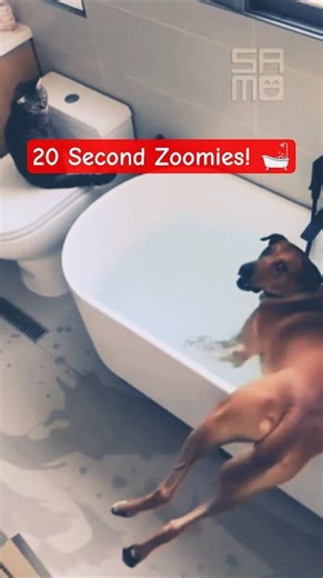 Dogs Who LOVE Bath Time: Funny Compilation (20 Second Zoomies!) 🛁