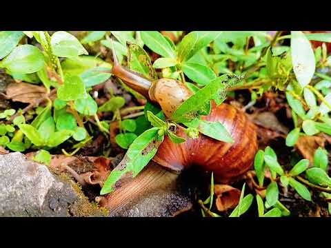 What Are These? Investigating GIANT, Terrifying Snails Found in My Pond