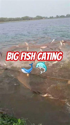 big fish cating 🐋 🐬