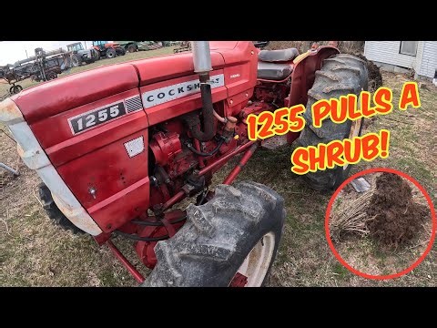 Landscaping by dummies: COCKSHUTT 1255 FWA pulls a shrub!