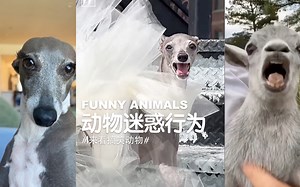 FUNNY ANIMALS | 动物迷惑行为