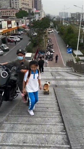 This 😲Dog Slides Down Stairs Like a Pro#amazing Skater 😂🐶