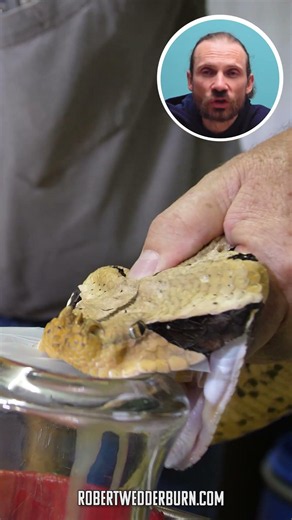 Could You Spot A Gaboon Viper In The Wild?