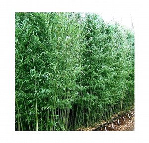 Bambou Phyllostachys Bissetii