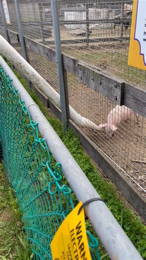 George Adams on Reels