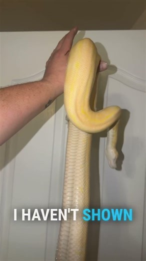 Breadstick the albino pinstripe ball python #ballpython #snake #reptile #reptiles