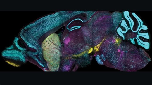 New CuRVE Protein-Labeling Method Enhances Intact Tissue Studies