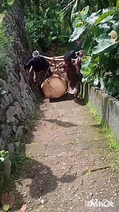 1.1M views · 10K reactions | കുമ്മിൾ ( പാട്ടറ ടീം ) . . . #reels #reelsfacebook #facebookreels #thadi #loading #force #power #facebook #daily #width #fyp # #kerala #tvm #team #teamwork #work #viral #viralreels #keralareels #thadikaran #india #indiareels #labors #blood തടിപണിക്കാർ | മനോജ് കുമാർ | Facebook