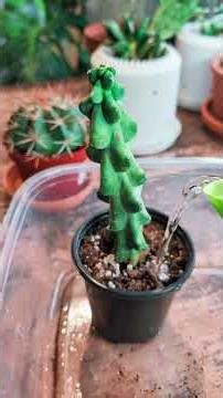 you are probably watering cactus the wrong way