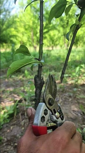 Easy Plum Tree Pruning for Beginners 🍑 | 1-Year Tree Care Tips 🌿#PlumTreeCare #PruningForBeginners