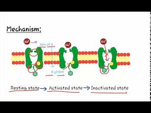 #localanesthetics Mechanism of LA/ mechanism of local anesthetic