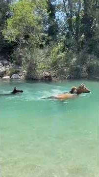 Importancia de la natación en caballos 🐎