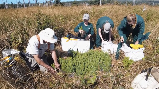 Canada Plans To Plant 2 Billion Trees By 2032