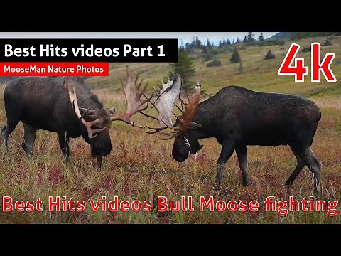 Best Hits videos Bull Moose fighting Part 1