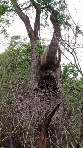 ಕಾಡಿನ ರಾಜ 🌹 #virelpost #share | Trending adda