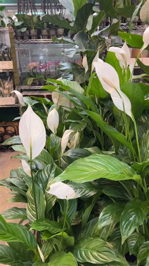 Oakland Flower Market on Instagram: "Favorite room is full!! #valentinesday2026 #oaklandflowermarket #lunarnewyear2026"