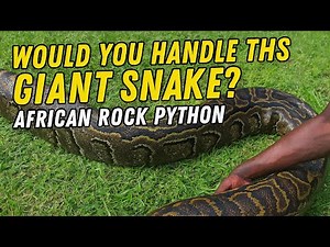 Would You Handle this Giant Snake? African Rock Python #education