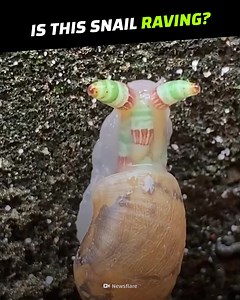 125K views · 860 reactions | These Worms Turn Snails Into Disco Zombies #CrazyCreatures | Crazy Creatures | Facebook
