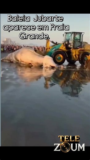 Uma baleia Jubarte, apareceu morta na faixa de areia em Praia Grande. Sábado 01 de Agosto.