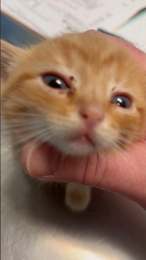 Five Week Old Kitten #agingkitten
