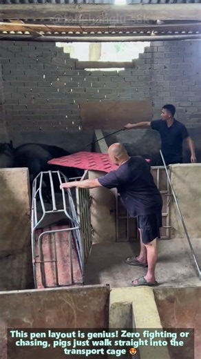 Smart Pig Farming Hack: Funnel Corral Lets Pigs Walk Into Crate Voluntarily
