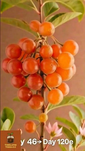 From Seed to Juicy Nectarine 🍑🌱 | Mini Fruit Tree Time-lapse #Shorts