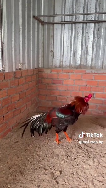 Có chò quá k ae — Câu nói đồng đội hài hước tiếng Việt