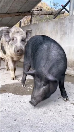 Secrets of pig training a step by step guide@ 21