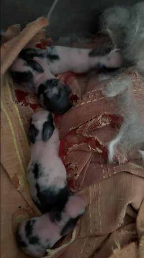 6 Newborn Baby Rabbits Born 🐰💖 | Cute Bunny Babies First Day | Rabbit Care Guide #babybunny #baby