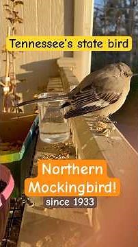 Get to know Tennessee’s state bird: the Northern Mockingbird 🐦🎶