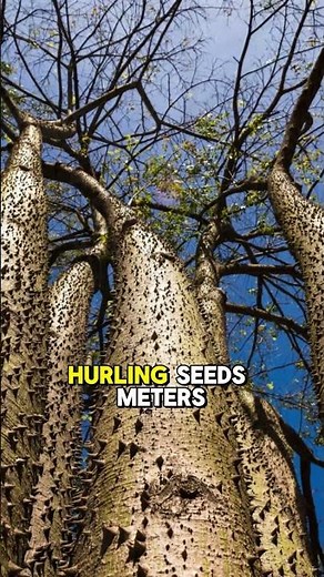 These Plants Explode to Spread Seeds 💥🌱 | #plantfacts #natureweird #botany