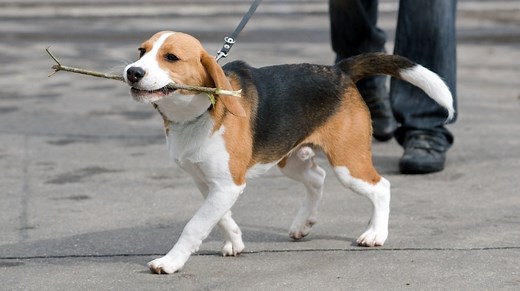 Schulfernsehen: Unser Hund