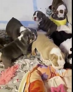 Party time! ❤️ | Spoiled Rotten Bulldogs - English bulldog breeder