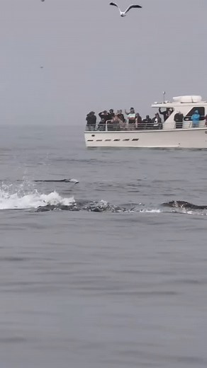 11K reactions · 265 shares | SURPRISING HUMPBACK WHALE LUNGE FEEDING IN FRONT OF WHALE WATCH BOAT video credit youtube @slatermoorephotography⁩ | falconaquariumservices | Facebook