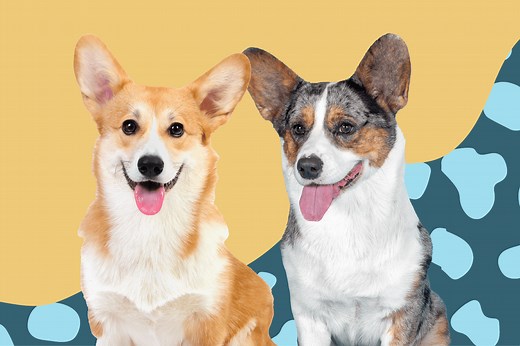 Do You Know the Difference Between Pembroke Welsh and Cardigan Welsh Corgis?