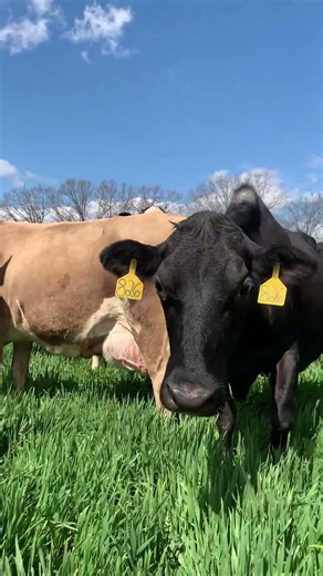 Dairy Farming-profitable farming