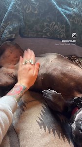 2.1K views · 118 reactions | Luna says good morning!  | Northwest Dog Project | Facebook