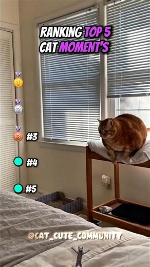 Top 5 cat compilation