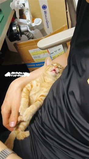 "🥺😼 Sleepy Orange Kitten Wakes Up, Meows 4 Times, Then Goes Back to Sleep "Sophie talk | #fyp